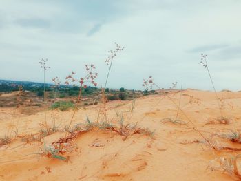 Plants growing on land against sky