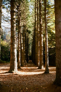 Footpath amidst trees in forest