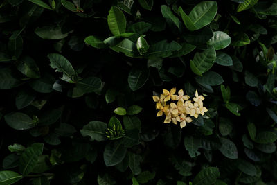 Close-up of yellow flowering plant leaves