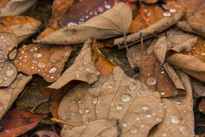 Full frame shot of maple leaves