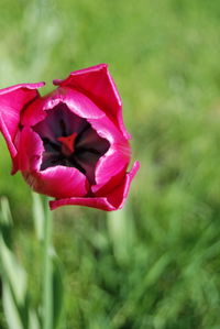 Close-up of pink flower blooming outdoors