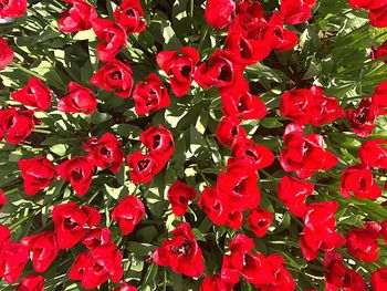 Full frame shot of red flowers