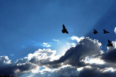 Low angle view of bird flying against sky