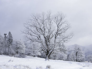 Bare tree on snow covered field against sky