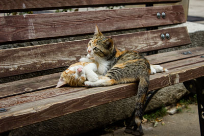 Cat sitting on wood