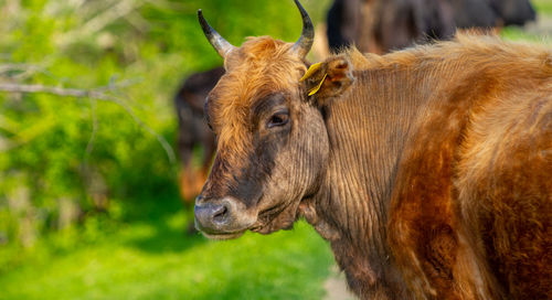 Cows returned from grazing in danube delta romania