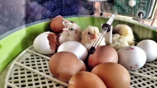 Close-up of hatchlings with eggs in incubator