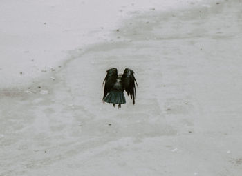 High angle view of bird on snow