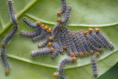 Colony caterpillar on leaf