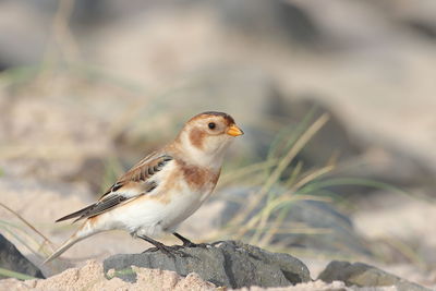 Close-up of bird perching on rock