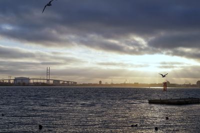 Seagulls flying over sea against sky