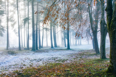 Trees in forest during winter