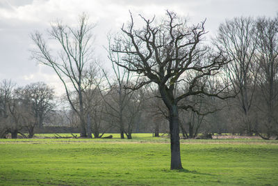 View of bare trees in park