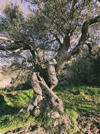 Shadow of tree on rock