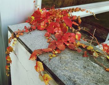 Close-up of autumn leaves