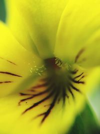 Full frame shot of flower