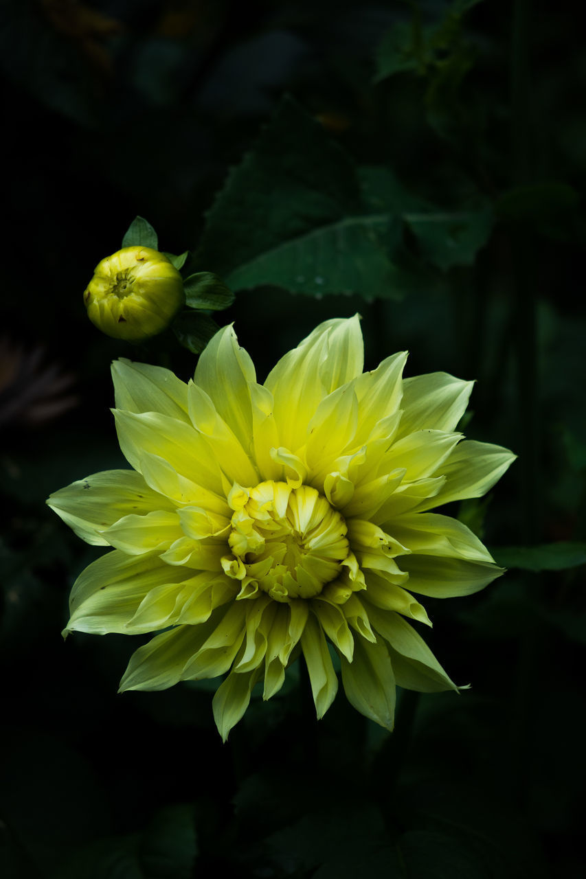 CLOSE-UP OF YELLOW FLOWERING PLANTS