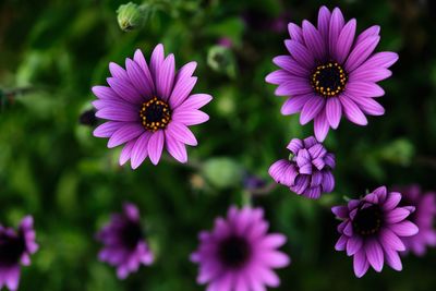 Close-up of pink flowers