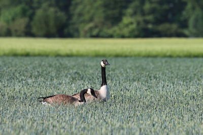 Canada geese damage to crops and cause many problems for farmers. droppings and feathers all overall