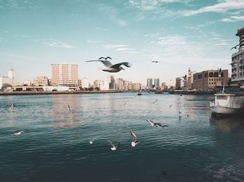 Seagulls flying over river in city