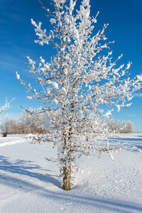 Trees on snow covered field against sky