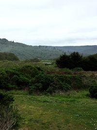 Scenic view of grassy field against sky