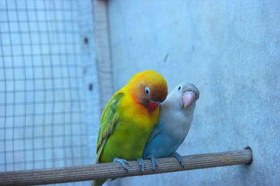 Close-up of parrot perching in cage