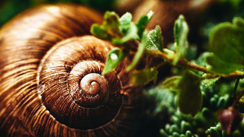 Close-up of snail on plant