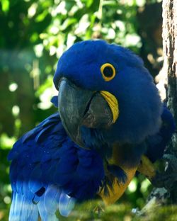 Close-up of blue parrot