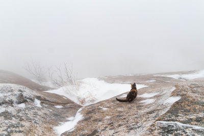 Cat perching on snow cliff