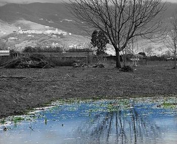 Bare trees by river