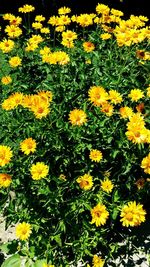 High angle view of yellow flowers blooming on field