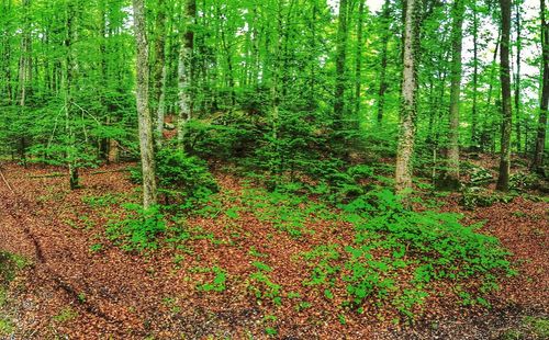 View of trees in forest