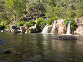 Scenic view of waterfall in forest