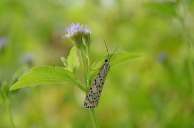 Close-up of butterfly pollinating flower