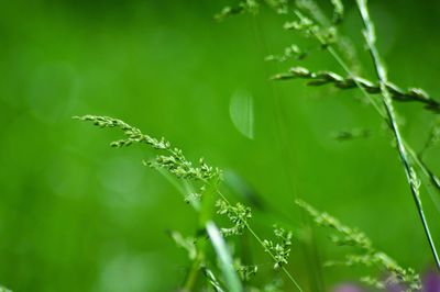 Close-up of raindrops on plant leaves