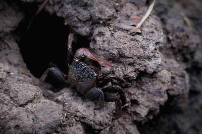 High angle view of crab on rock