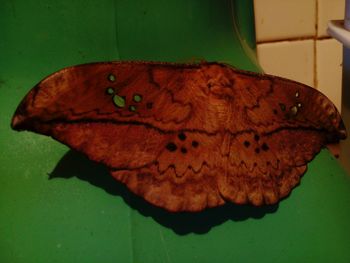 Close-up of butterfly on leaf