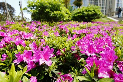 Close-up of pink flowers