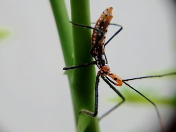 Close-up of insect