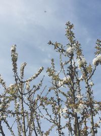 Low angle view of tree against sky