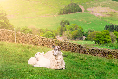 View of a horse on field