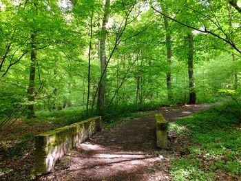 Trees in forest