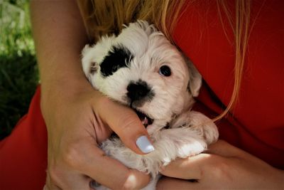 Midsection of person holding dog