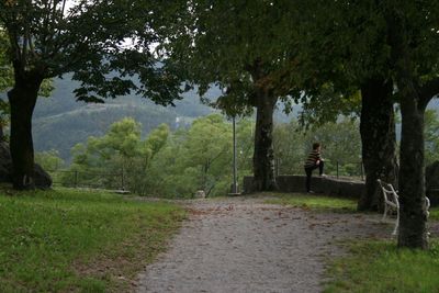 Trees in forest