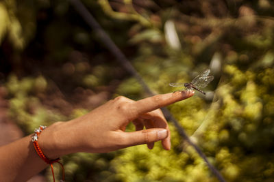 Close-up of woman hand with dragonfly on finger