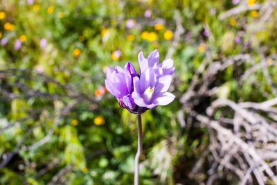 Close-up of purple flowers blooming outdoors