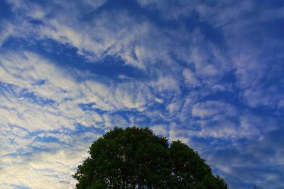 Low angle view of trees against cloudy sky