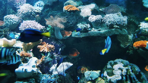 Close-up of fish swimming in aquarium