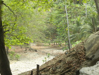 Trees in forest